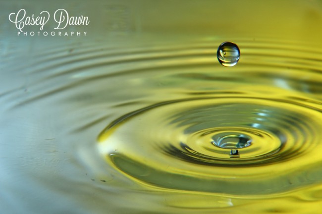 Macro water droplet photo taken by Casey Dawn Photography