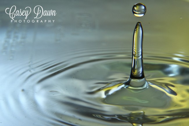 Macro water droplet photo taken by Casey Dawn Photography