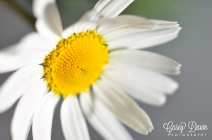 Macro Photo of a Daisy Flower taken by Casey Dawn Photography